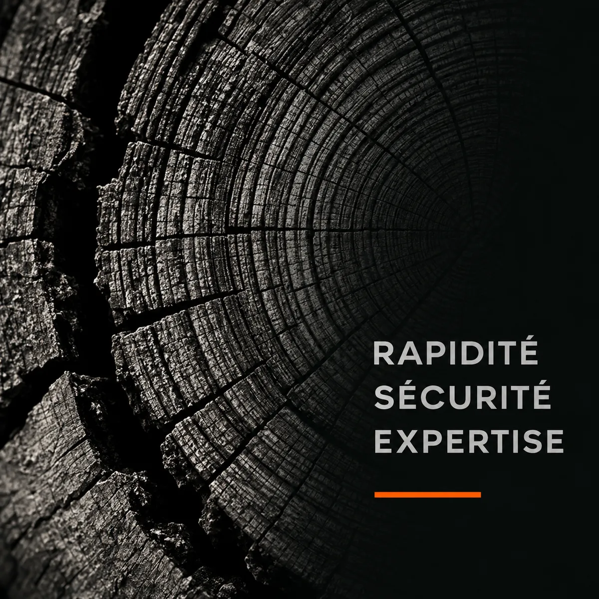 taille d'arbres Lille — Taille d'arbres