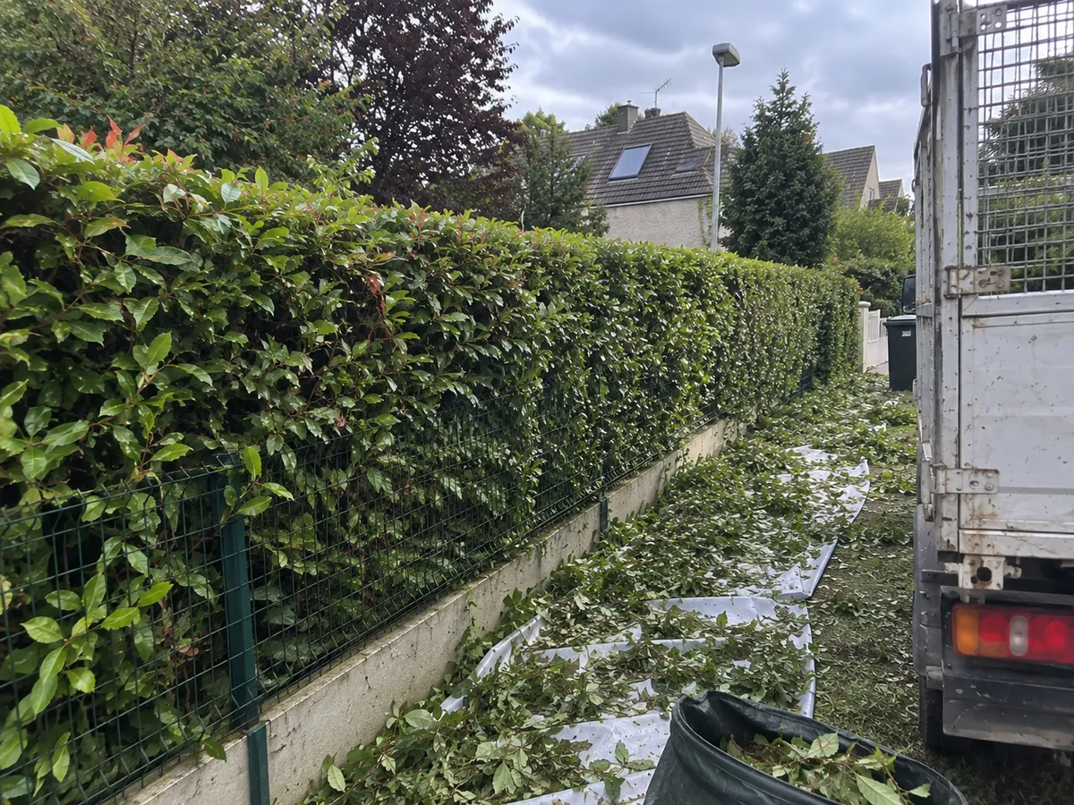 Taille d'arbres à Lille — prestation