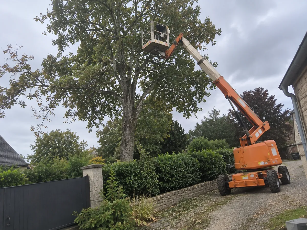 Taille d'arbres à Lille — prestation